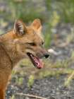 Andean fox, Chile, South America Art Print
